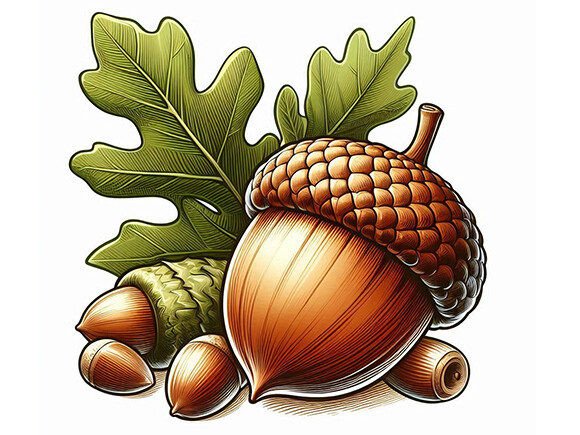 Oak Nut Icon Cartoon: A Practical Resource for Design and Creative Projects